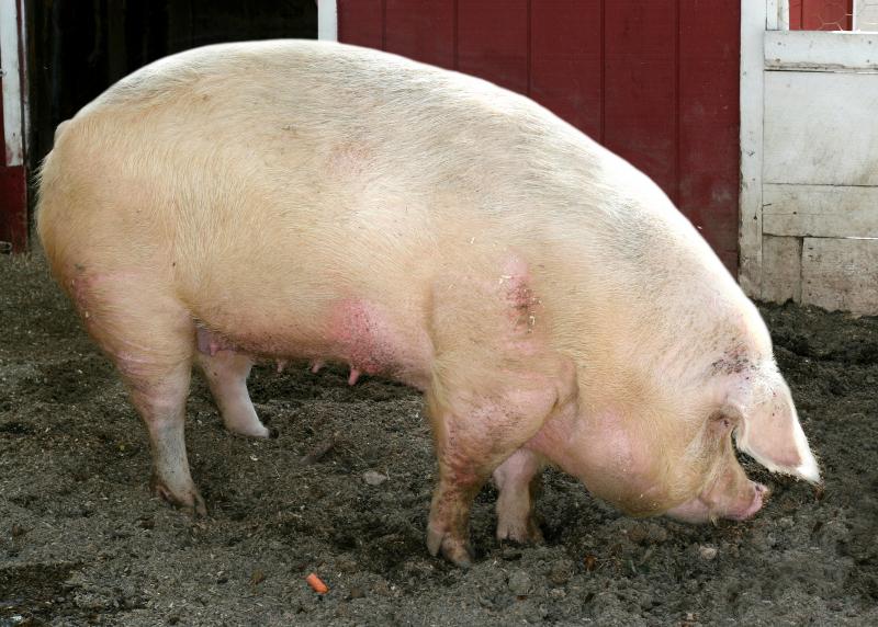 Scientists use CRISPR to grow…