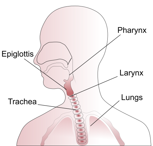 2000px Throat anatomy diagram.svg