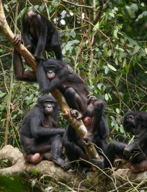 “Big mama” bonobos help younger…