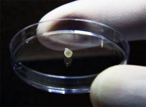 Singapore scientists grow mini human…