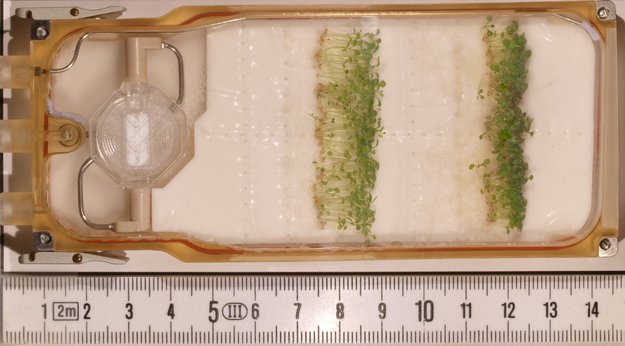 A decade of plant biology in space