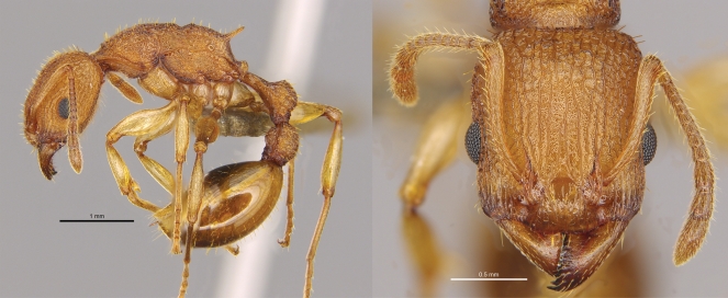 New ant species Paratopula bauhinia…