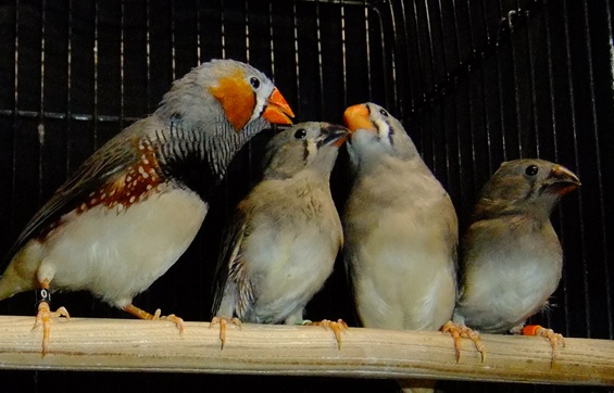 Genetic influence in juvenile songbird…