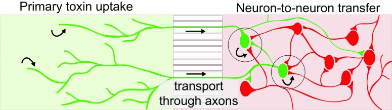 Botulinum toxin may travel further…