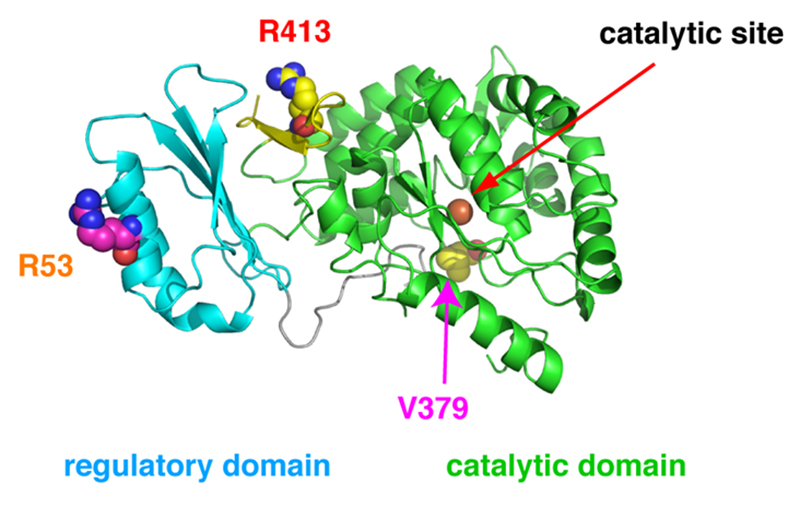 Genetic Diversity of Enzymes Alters…