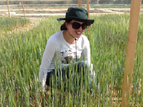 Barley that thrives in salty soils