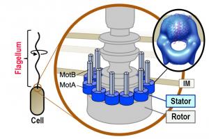 Japanese Research Team Elucidates Structure…