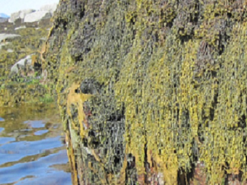 The significance of seaweed