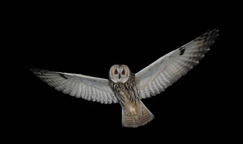 Traffic noise reduces wild owls’ foraging efficiency