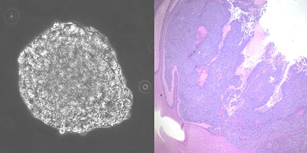 Scientists Engineer Stem Cells to…