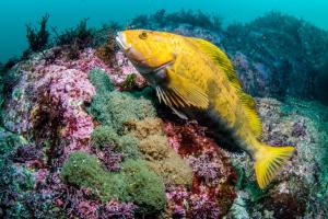 All-female hybrid fish species “uses” males for better genetics