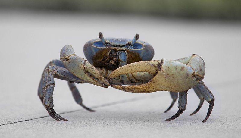 The healing potential of crab shells