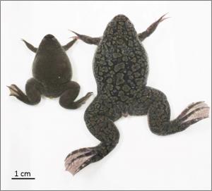 How the African clawed frog got an extra pair of genes: Whole genome sequence reveals evolutionary history of Xenopus laevis