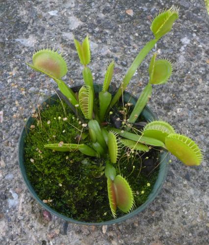 UW botanist leads petition to give Venus flytrap endangered species protection