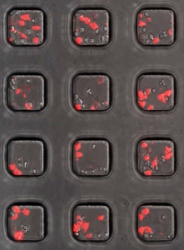 Smart cancer therapies: teaching the body’s own T-cells to attack the tumors