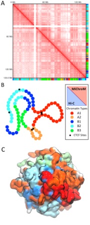 Rice biophysicists model genome mechanics