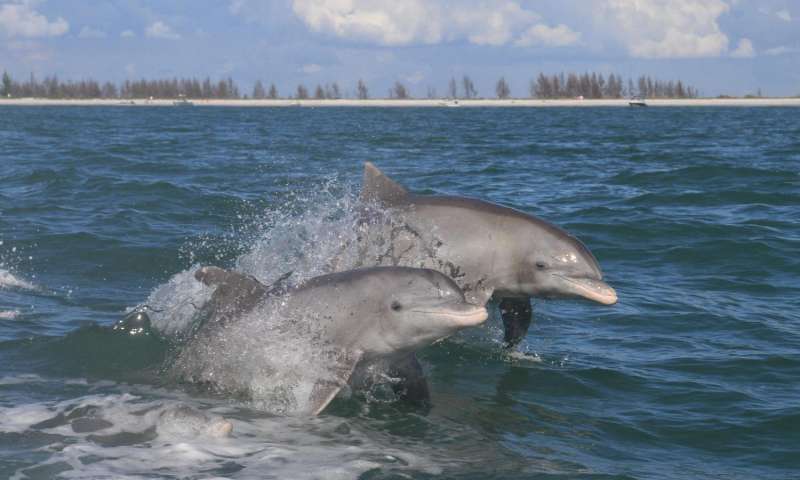 Mercury contamination found in Everglades dolphins