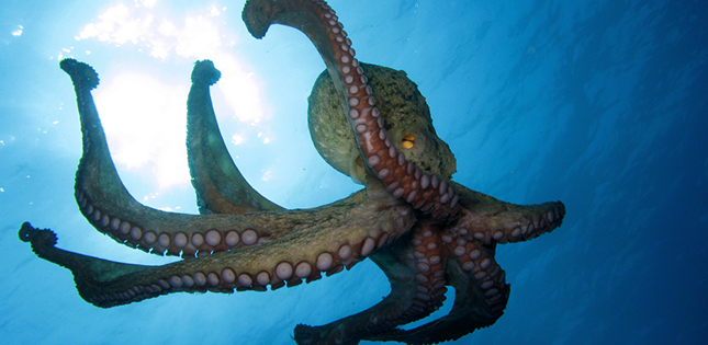 Japan S Common Octopus Not So Common After All Japan S Common Octopus Not So Common After All