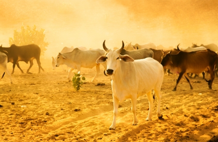 Enhancing livestock immunity in a changing climate