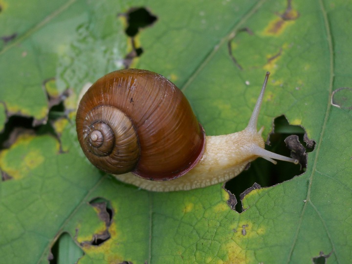 Shell-swinging snails knock out predators