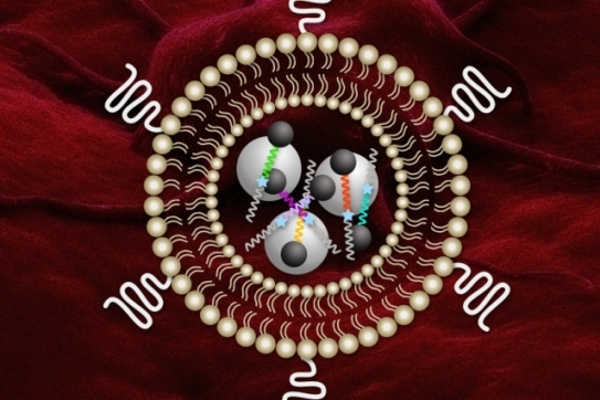 Nanosensors could help determine tumors’ ability to remodel tissue