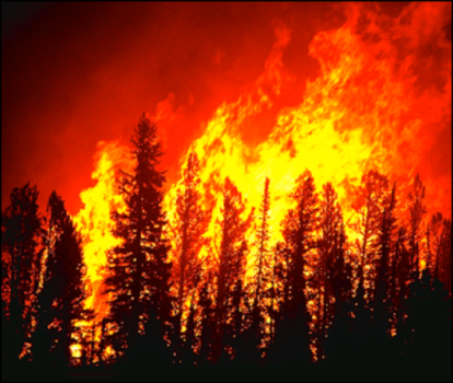 Variable tree growth after fire protects forests from future bark beetle outbreaks