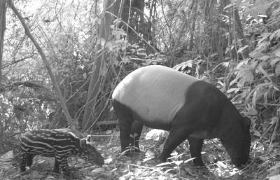 Defining conservation priorities in tropical and biodiversity rich countries