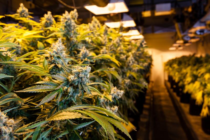 GW Pharmaceuticals Posts Positive Phase 3 Data for Cannabis-Based Epilepsy Therapy