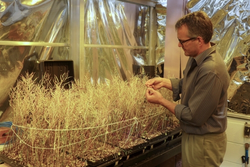 Fast Plants Program’s new varieties are tailored for classroom use