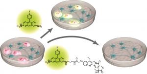 A step closer to safe stem cell therapies