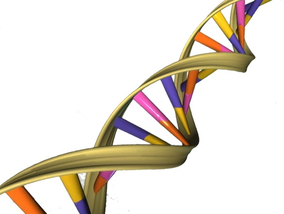 A new path to fixing genes in living organisms