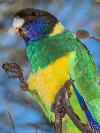 Climate change could be behind growth of bird’s wing length, researchers say