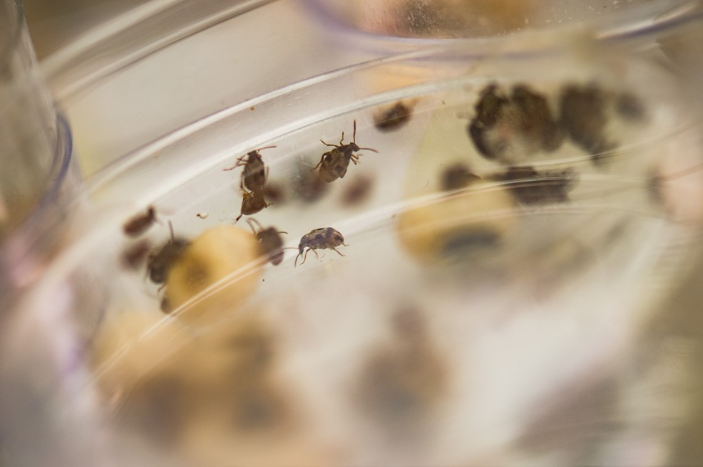 Beetles born on the edge make invasion faster
