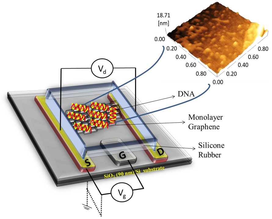 Improving DNA-detecting transistors