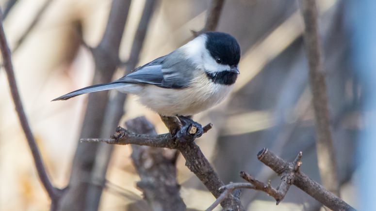 Forest ‘islands’ offer refuge to wintering birds
