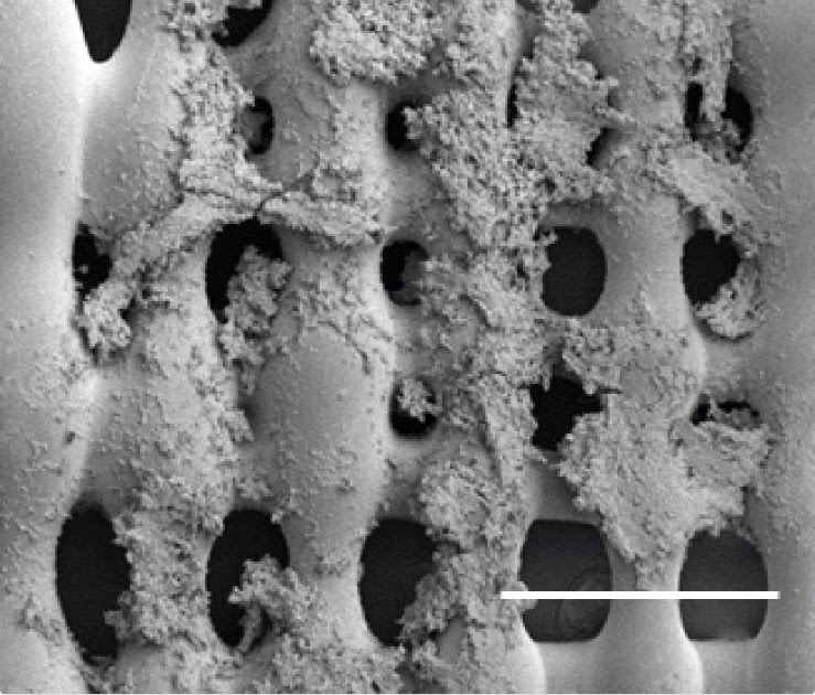 Better scaffolds help scientists study…
