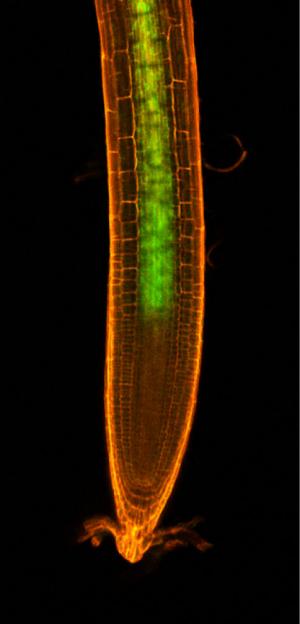 Nitrogen Foraging Ability of Plants Relies on Mobile Shoot–Root Hormone Signal