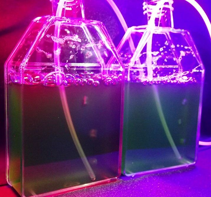 Red and Violet Light Reset the Circadian Clock in Algae via Novel Pathway