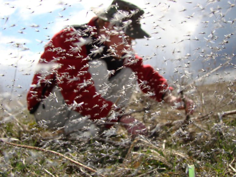 Enormous swarms of midges teach about interconnected landscapes
