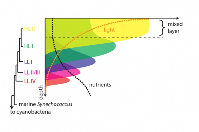 Tiny bacterium provides window into…