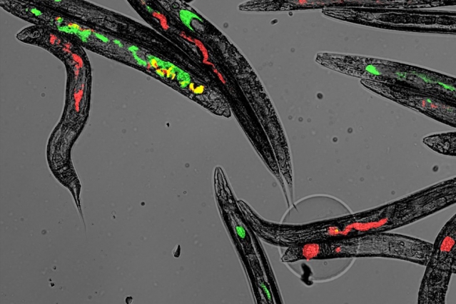 Microbiome diversity is influenced by chance encounters