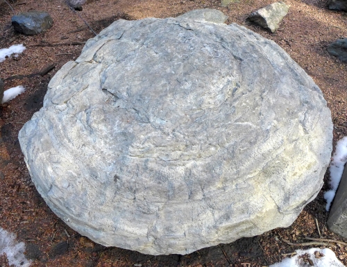 stromatolite large