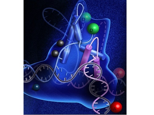 The carpenter enzyme gives DNA the snip