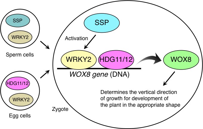 Plant’s parent genes cooperate in…