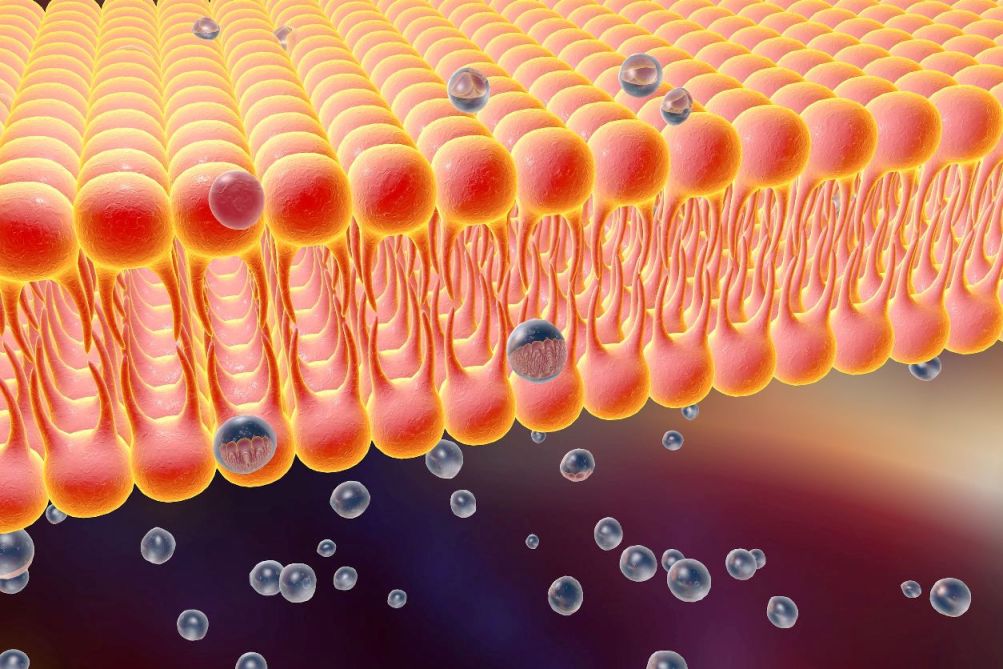 Solving a cell membrane mystery