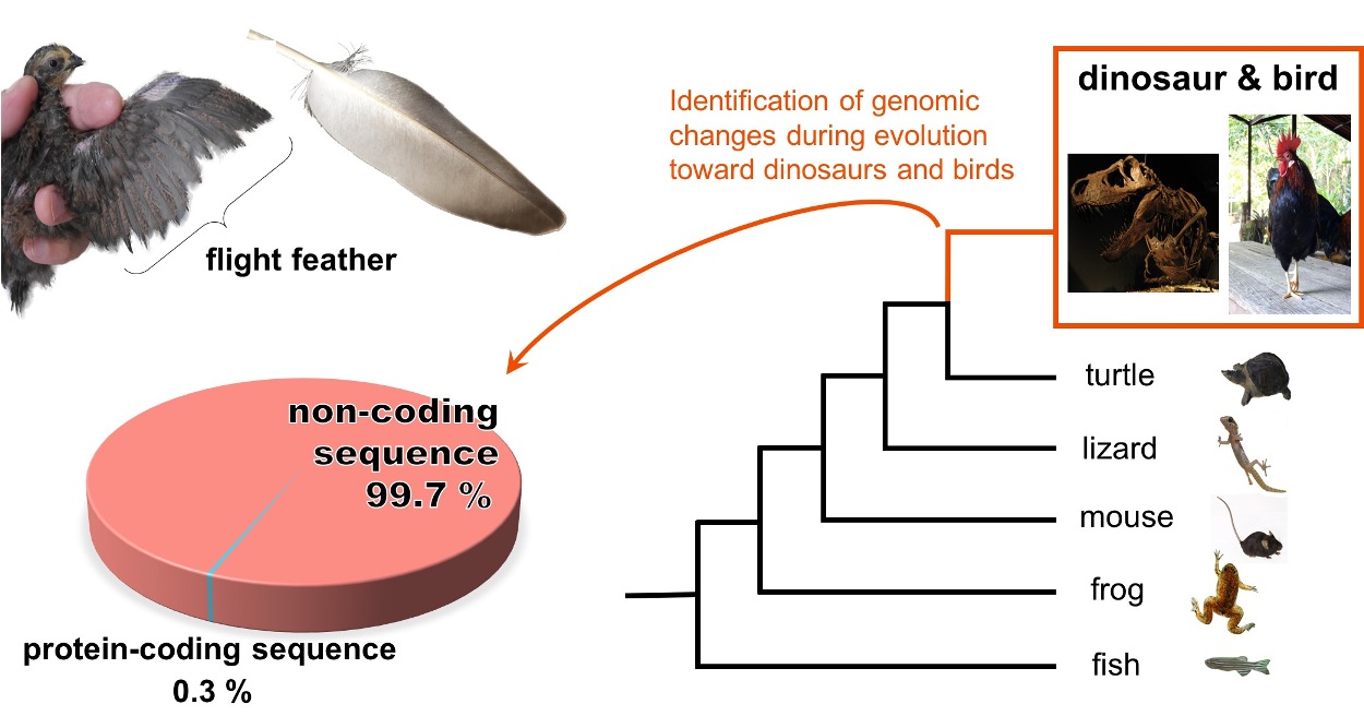 How dinosaurs may have evolved into birds