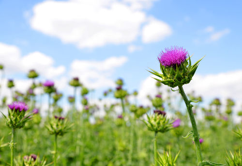 Milk Thistle Shines Hope in the Treatment of Non-Alcoholic Fatty Liver Disease