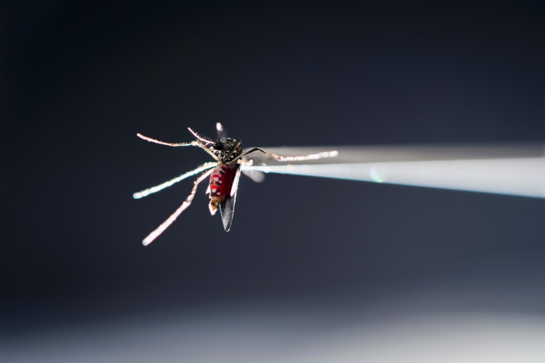 Zika infections could be factor…