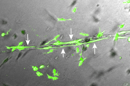 Stem cells yield nature’s blueprint…