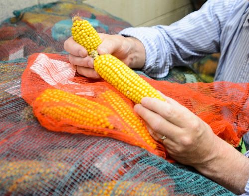 New center brings together biologists, engineers to improve crops